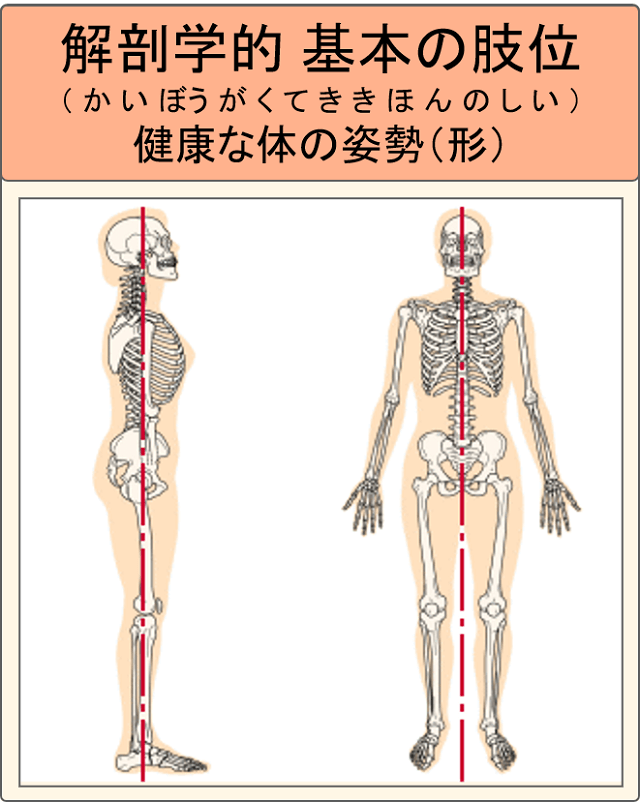 解剖学的基本の肢位＝健康な体