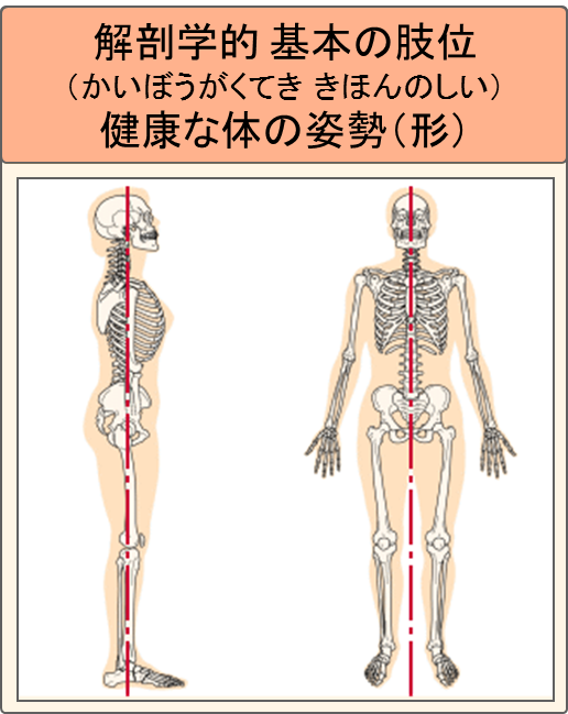 解剖学的基本の肢位（健康な体の姿勢）